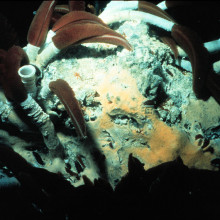 Giant tube worm