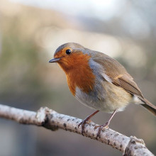 European Robin (Erithacus rubecula)