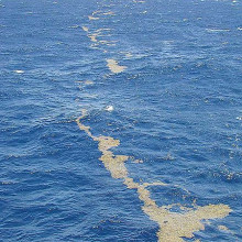 SARGASSUM SEAWEED Sargassum seaweed