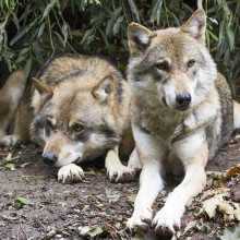 wolves sitting down