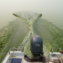 Like pea soup, a thick mat of toxic microcystins cyanobacteria on Lake Taihu in China gets stirred up in the wake of a boat.