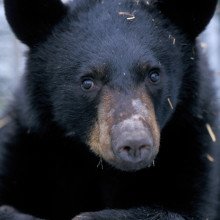  A young male American black bear after emergence from hibernation. The bear is part of the hibernation research conducted by Øivind Tøien, research scientist with the Institute of Arctic Biology at the University of Alaska Fairbanks, and first author...