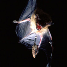 A Big Brown Bat approaches a wax moth.