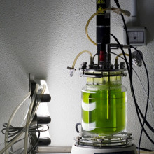Algae in a bioreactor