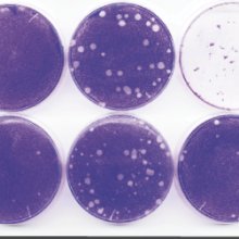 Drug-resistant virus plaques following infections with wild-type Hispaniola strain at increasing MOIs in the presence of guanidine or V-073.
