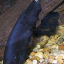 Black Ghost Knifefish (Apteronotus albifrons) a mildly electric fish