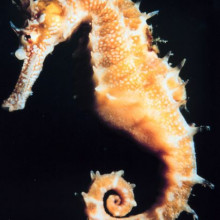 Seahorse - Hippocampus sp.