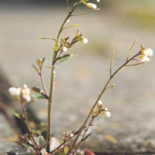 Arabidopsis thaliana - thale cress