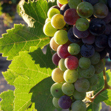 Grapes from the Guadalupe Valle, Baja California, Mexico, during the pigmentation stage.