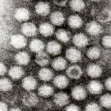 Adeno Associated Viruses