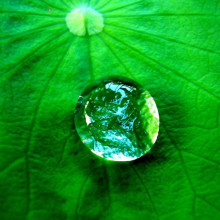A drop of water on a leaf.