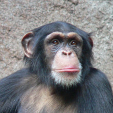 The chimpanzee - mankinds closest primate relative.