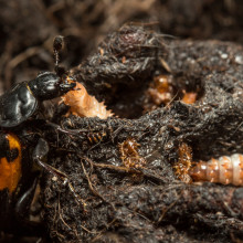 The quality of parenting received by young beetles influences how they look after their own larvae.