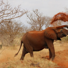 African elephant throwing dust over itself