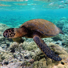 Green turtle swimming over coral reefs in Kona