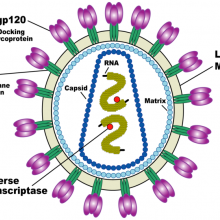 Diagram of the HIV / AIDS virus