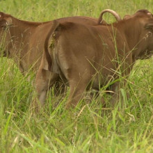 Two clones of the Brazilian Junqueira cow created by Embrapa