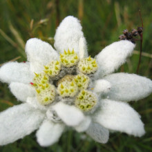 Leontopodium alpinum or edelweiss in the eastern Alps, on the Raxalpe, a mountain in Lower Austria, approx. 1600 m above sea level.