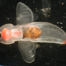 Zooplankton. Clione limacina, a shell-less cold water gastropod.