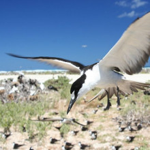 Sooty Tern Onychoprion fuscatus (syn. Sterna fuscata) flying in colony on Tern Island, French Frigate Shoals