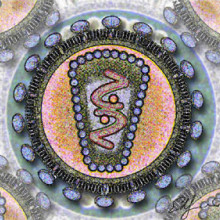A stylized rendering of a cross-section of the Human Immunodeficiency Virus.