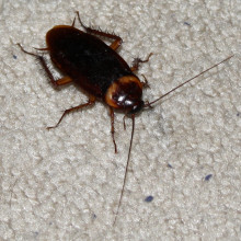 An American Cockroach photographed in a house in Portland, Texas, United States