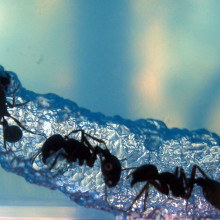 Ants Tunneling Through NASA Gel