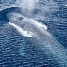 Antarctic Blue Whale