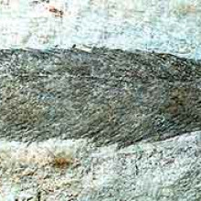 Fossilised feather of Archaeopteryx lithographica