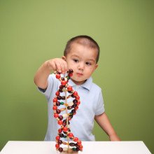 A baby explores a model of DNA