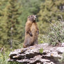 An adult yellow-bellied marmot