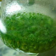Cyanobacteria, one of the sources of oxygen on the early Earth