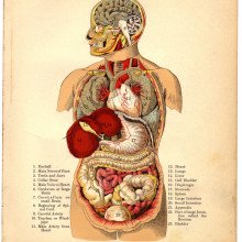 Internal Organs of the Human Body from The Household Physician, 1905