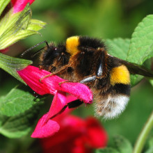 A male Bombus terrestris bumblebee
