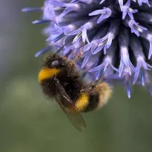 The buff-tailed bumblebee (Bombus terrestris) visiting Globe thistle. By Penny Firth.