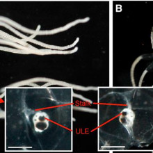 Rhopalial Orientation and Visual Field of the Upper Lens Eye (A and B) In freely swimming medusae, the rhopalia maintain a constant vertical orientation. When the medusa changes its body orientation, the heavy crystal (statolith) in the distal end of...