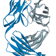 Campath, Ribbon diagram of the Fab fragment of alemtuzumab, a monoclonal antibody, bound to a small synthetic antigen. Created using Accelrys DS Visualizer Pro 1.6 and GIMP.