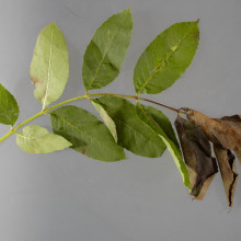 Symptoms of Chalara ash dieback. A fungal disease affecting the ash trees of Europe. Picture shows wilting of leaves caused by necrosis of the rachis.