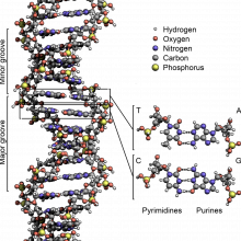  The structure of DNA showing with detail showing the structure of the four bases, adenine, cytosine, guanine and thymine, and the location of the major and minor groove. It is an \extraordinarily elegant molecule\. But the genetic sequence itself is...