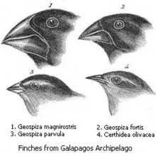Darwin's finches or Galapagos finches. Darwin, 1845. Journal of researches into the natural history and geology of the countries visited during the voyage of H.M.S. Beagle round the world, under the Command of Capt. Fitz Roy, R.N. 2d edition.