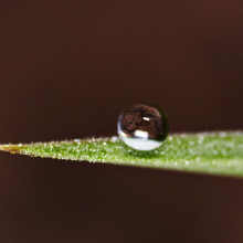 Dew droplet, about 1mm in diameter, resting on a superhydrophobic leaf surface