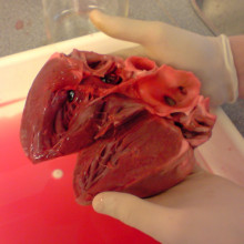 A dissected pig heart