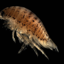 Euridyce pulchra, speckled sea louse, an intertidal marine isopod.