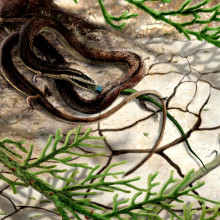 Artist's impression of Tetrapodophis amplectus catching its prey, olindalacerta (salamander)