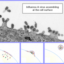 Influenza A Virus assembling at the cell surface
