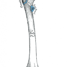 Femur, from Grays Anatomy
