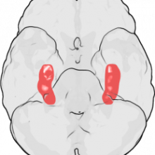  Location of the Hippocampus in the Human Brain. The figure shows the underside (ventral view) of a semi-transparent human brain, with the front of the brain at the top. The red blobs show the approximate location of the hippocampus in the temporal...