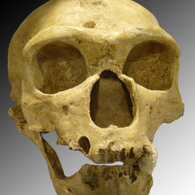 Recently discovered hominid species shared the landscape with modern humans and neanderthals. Neanderthal skull featured.