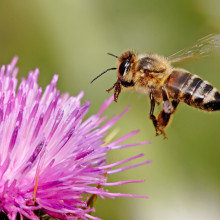 A honeybee hovering above a thistle