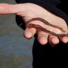 Marine lugworm - Arenicola marina
